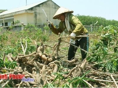 Người trồng mì đang cõng nhiều nỗi lo