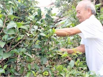 Người trồng trà Phú Hội nổi tiếng