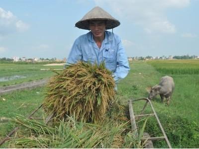 Nông dân Việt xứng đáng trụ cột đất nước