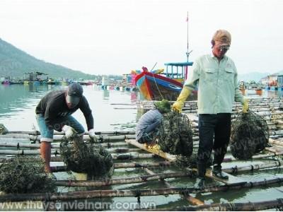 Nuôi trai xoay vòng, tháng nào cũng được thu hoạch