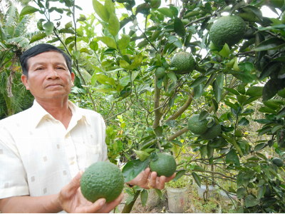 Phân bón hữu cơ cho cây có múi