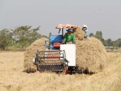 Rơm lên đời để sang Nhật