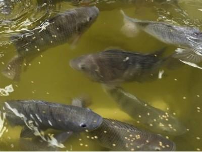 Tác nhân gây bệnh đen thân ở cá rô đồng nuôi thâm canh
