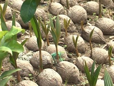 Thành công từ mô hình trồng dừa xiêm xen cam xoàn ở Khánh Vĩnh