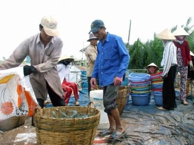 Tôm thẻ chân trắng tăng giá, nông dân phấn khởi