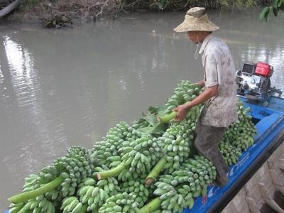 Trồng chuối xiêm thu nhập cao