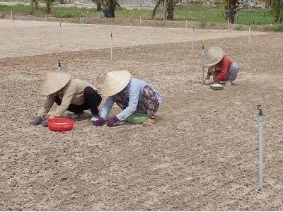 Trồng tỏi và hoa màu kiếm hàng trăm triệu đồng/năm