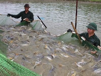 Trung tâm Thủy sản chú trọng nâng cao chất lượng nguồn giống