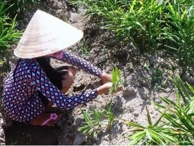 Xóa sổ trên 1.500ha vùng nguyên liệu mía