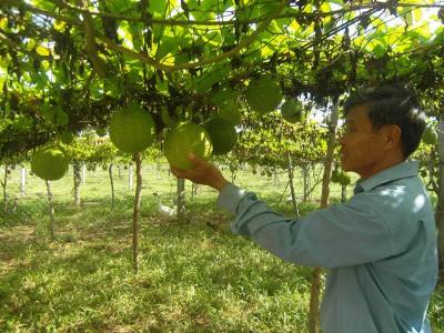 Gấc tăng giá trên 8.000 đồng/kg, không đủ bán