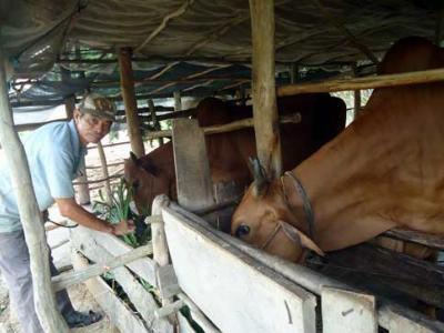 Lập tổ nuôi bò, giúp nhau khấm khá