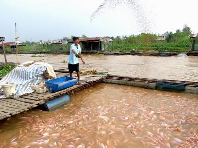 Đồng Tháp: Ước cả năm, diện tích nuôi thủy sản đạt 7.200ha