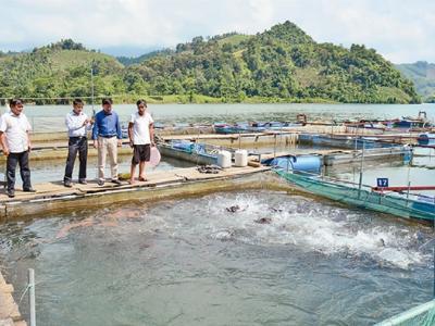 Nuôi cá đặc sản cho giá trị kinh tế cao ở Tuyên Quang