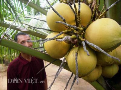 Mưa nhiều, dừa tươi giảm giá 2.000 đồng/quả