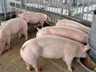 Kỹ thuật chăm sóc và nuôi dưỡng lợn thịt