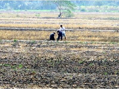 Plan to protect rice crops from drought