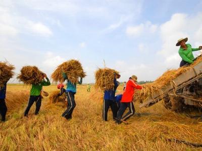 Xuất khẩu gạo có khả năng chỉ đạt 5 triệu tấn