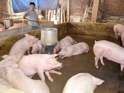 Chăn nuôi lợn thương phẩm an toàn ở Hưng Thành
