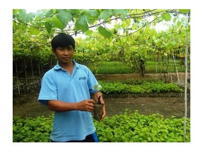 Ninh Thuận: Thu tiền tỷ từ bán nho giống