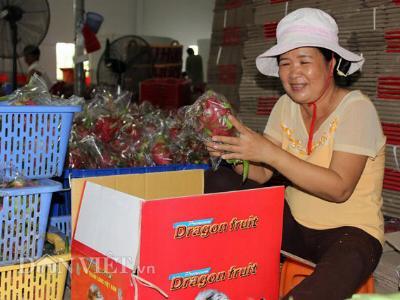 19 doanh nghiệp Trung Quốc ký kết mua thanh long Việt Nam