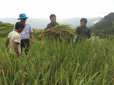 Dùng phân bón DAP Lào Cai: Năng suất lúa tăng, nhà nông thêm thu nhập