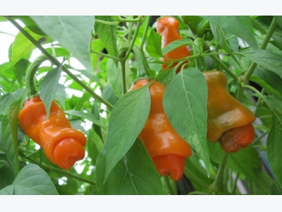Kỹ thuật trồng ớt có 'hình thù kỳ quái' thu hút người mua với hiệu quả kinh tế cao