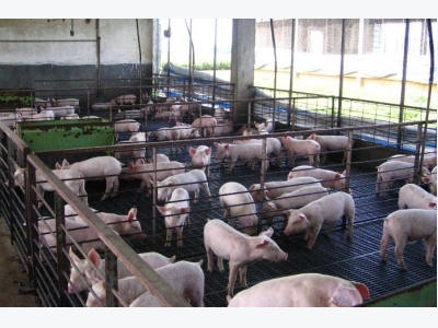 Kỹ thuật thiết kế chuồng nuôi lợn và một số dụng cụ thiết bị cần thiết trong chăn nuôi lợn