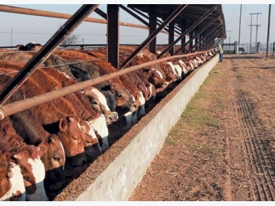 Preparing cattle for summer production