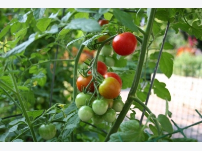 Growing Tomatoes: Patio Tomatoes – Growing Outdoor Tomatoes