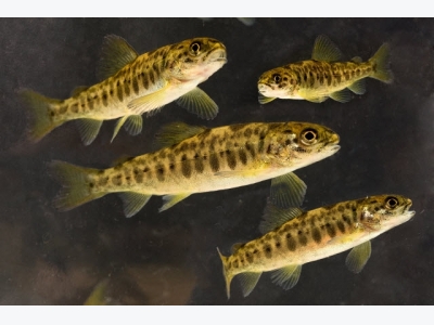 Project to analyze water quality in juvenile salmon hatcheries