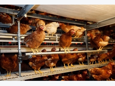 A poultry producers guide to red mite control