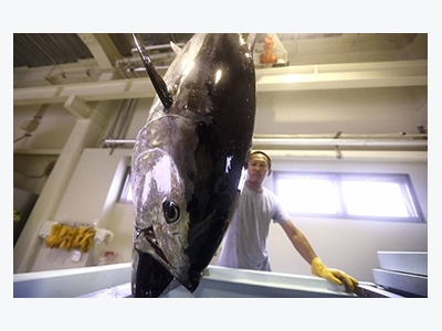 Japanese closed-cycle bluefin farms to produce commercial volumes