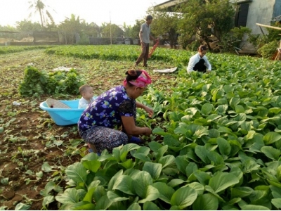 Trồng cải ngọt thu nhập cao