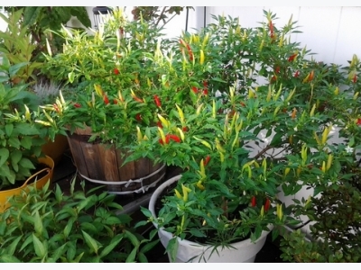 Kỹ thuật trồng cây ớt cay tại nhà cực đơn giản cho quả sai trĩu cành