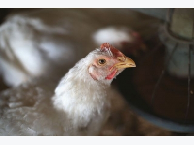New research uncovers poultry resistant to AI