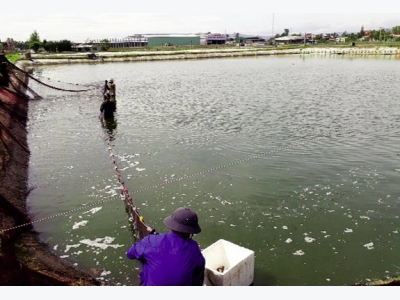 Hà Tĩnh: Bền vững như nuôi tôm thẻ chân trắng VietGAP