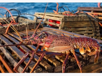China slashes customs duties for frozen Atlantic salmon, shrimp, abalone