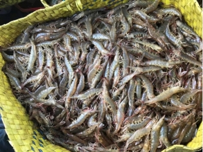 Ca Mau aims for US$1.1 billion shrimp export goal