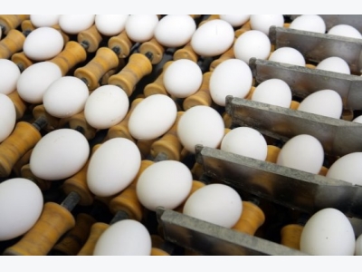 Disease resistance influenced by egg colour