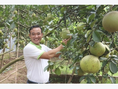 LẠ MÀ HAY: Trồng bưởi ngọt như đường, đuổi trộm bằng thơ, bán quả bằng nụ cười