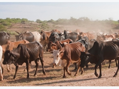 Arthropod-borne summer livestock diseases