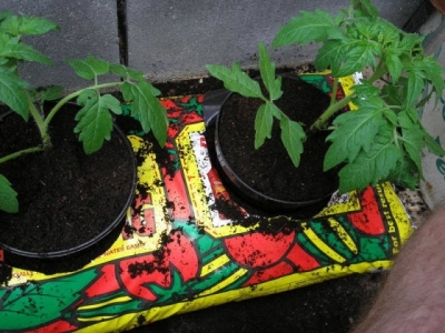 Expert Tips for Growing Tomatoes in Grow-Bags