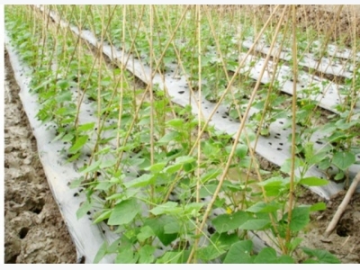 Sử dụng màng phủ nông nghiệp để tăng năng suất cây trồng