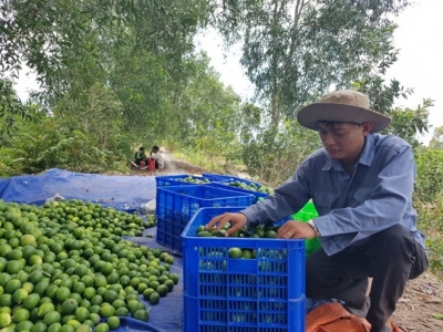 Vietnamese seedless lime sees great chance to enter Japanese market