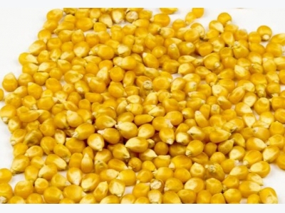 Vitamin E discovery in maize could lead to more nutritious crop