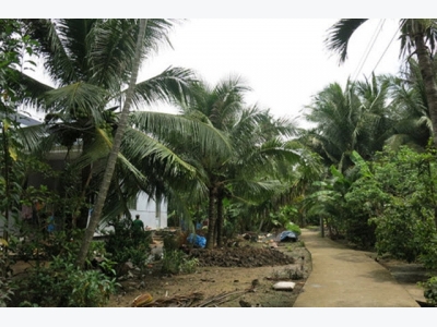 Ben Tres vast coconut groves