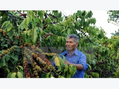 Coffee exports down 23 percent in quantity