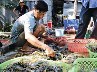 Băn khoăn đầu ra tôm càng xanh