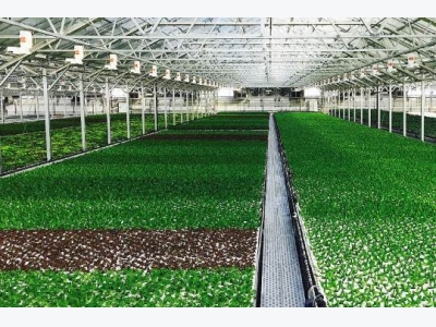 Greenhouse cultivation in Iran up 38%