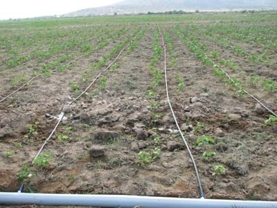 Tăng năng suất nông nghiệp nhờ hệ thống tưới nước nhỏ giọt